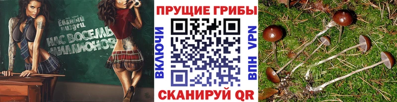 Псилоцибиновые грибы Psilocybe как найти Тында